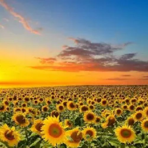 دانلود آهنگ هایده به نام شک نکن (هوش مصنوعی)